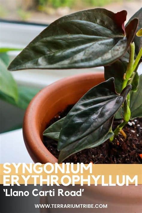 buy syngonium erythrophyllum llano carti road|syngonium erythrophyllum llano carte road.